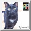 adoptable Cat in palm desert, CA named Sylvester