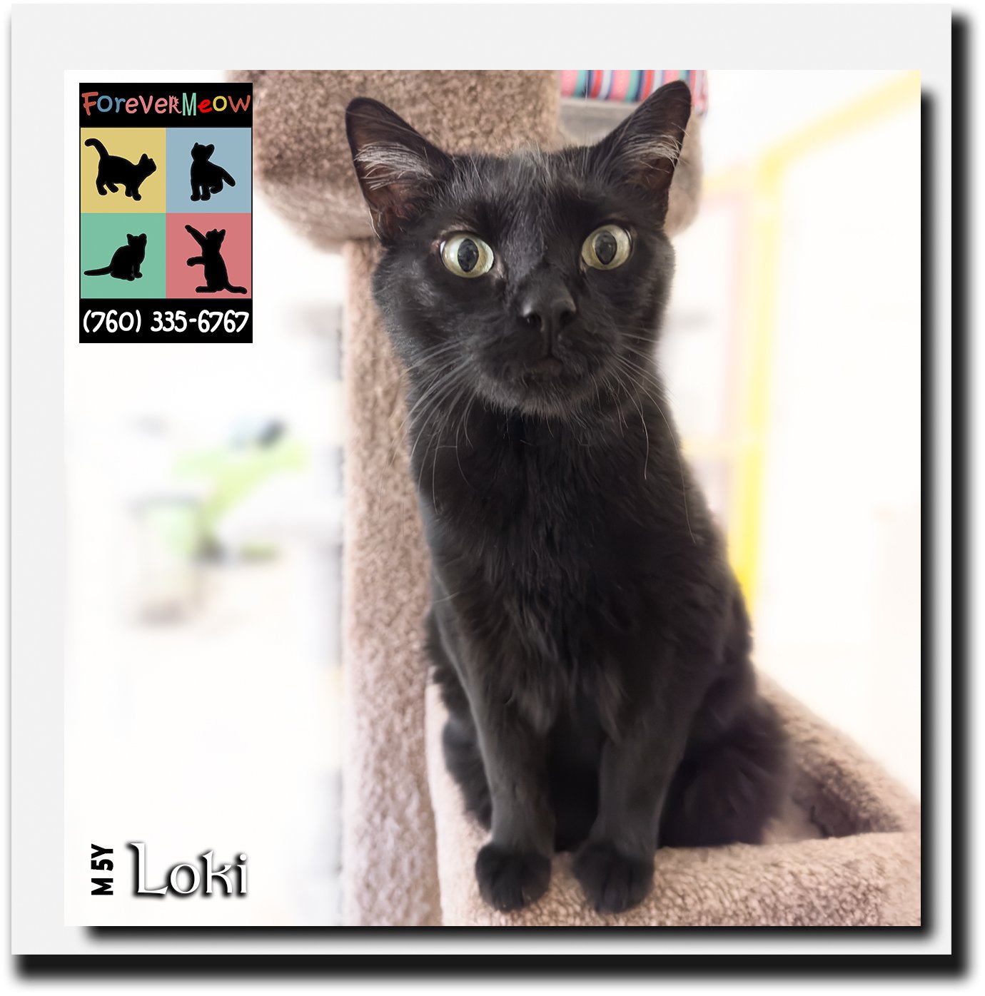 adoptable Cat in Palm Desert, CA named Loki