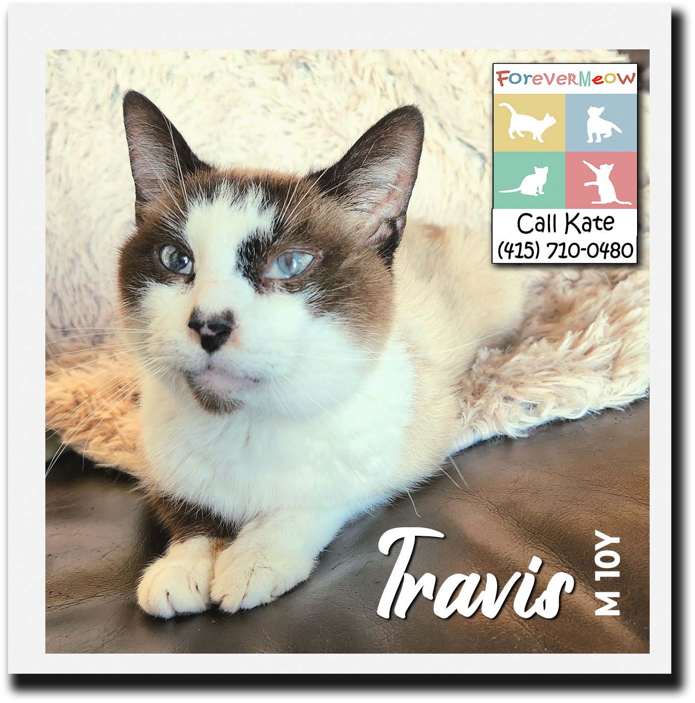 adoptable Cat in Palm Desert, CA named Travis