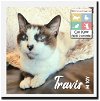 adoptable Cat in  named Travis