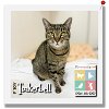 adoptable Cat in  named TinkerBell