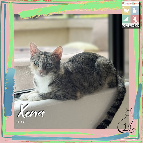 picture of the cat needing adoption