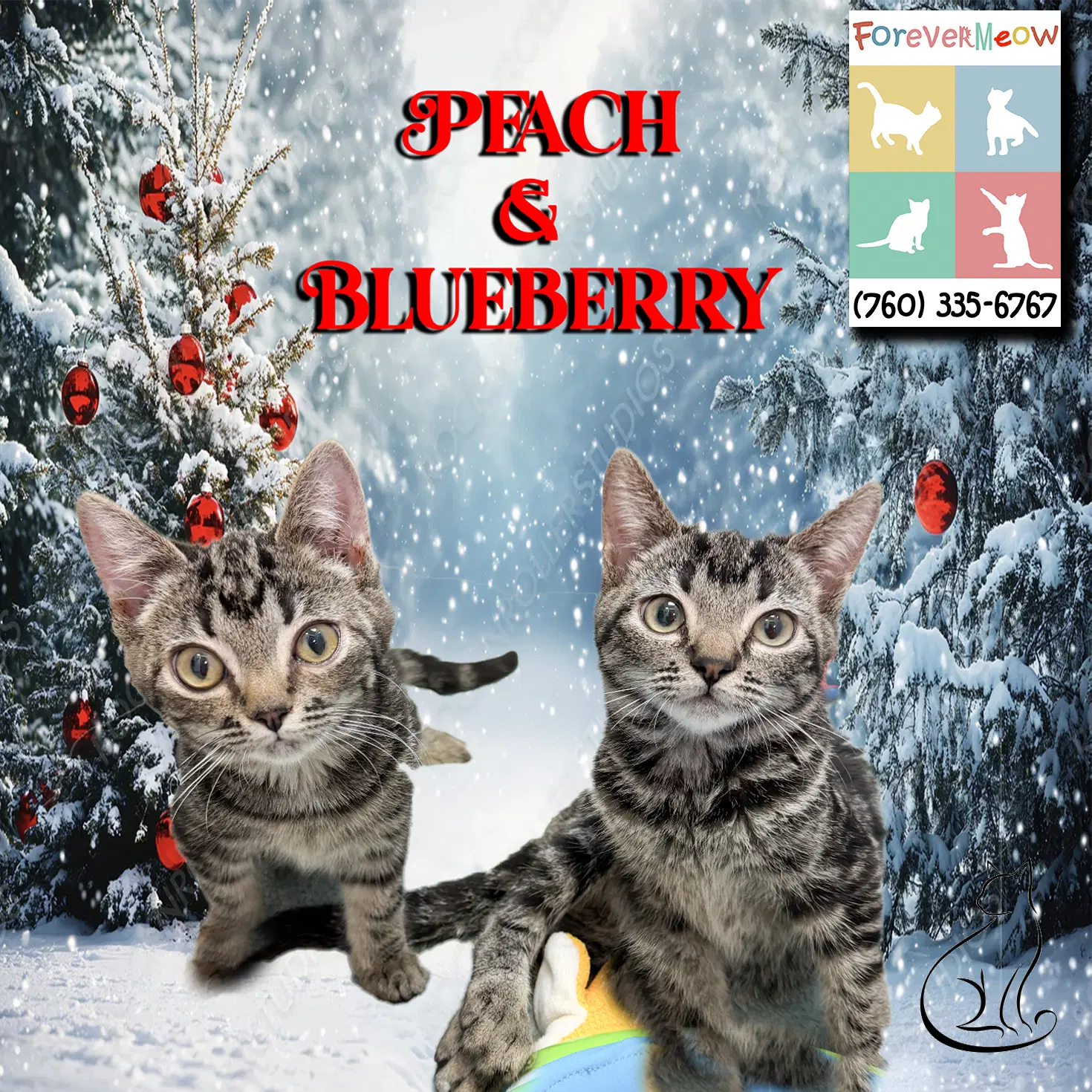 Peach  Blueberry - Manx