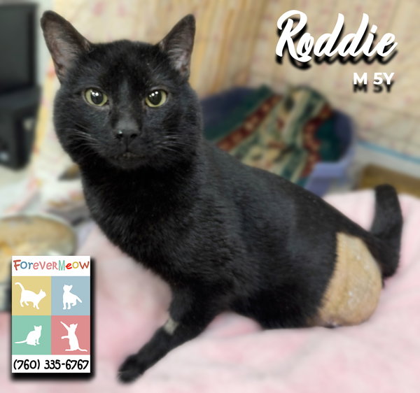 Roddie