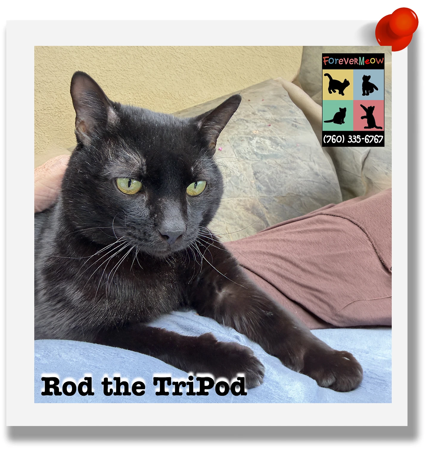 Rod The Tripod