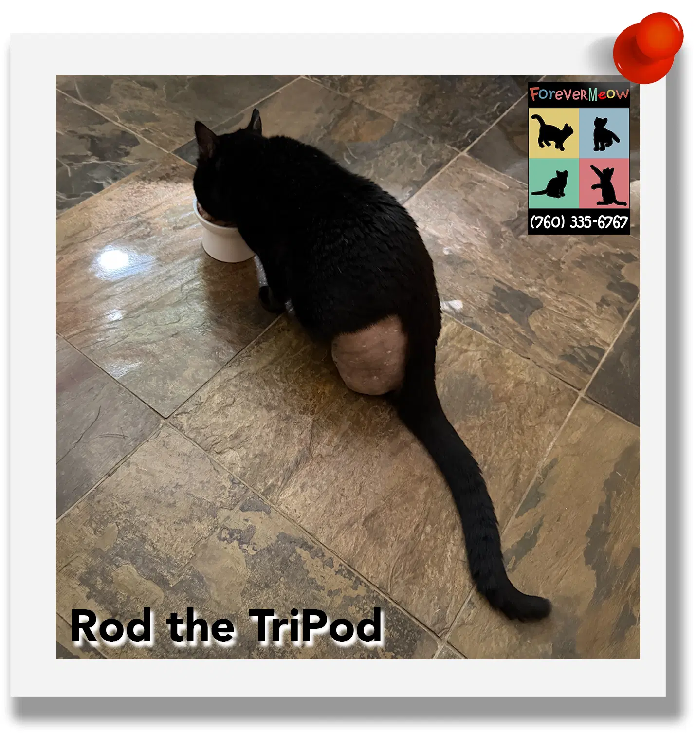 Rod The Tripod image 2