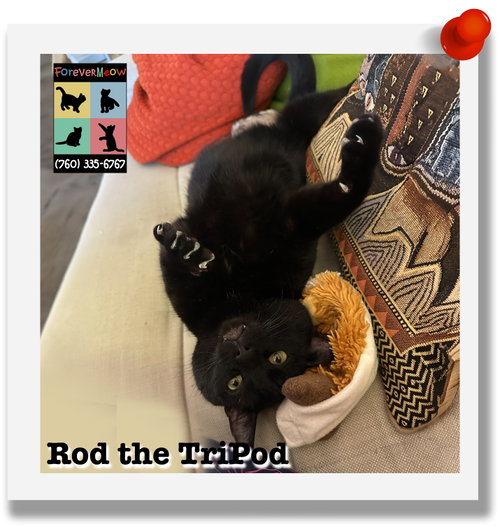 Photo 5 of Rod the Tripod
