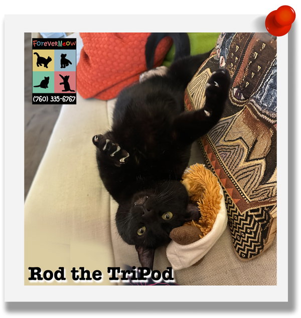 Rod the Tripod