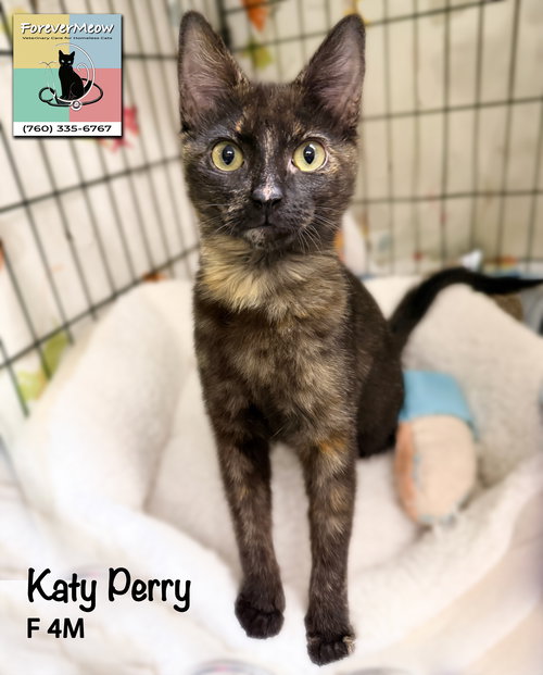 Katy Perry, Young Domestic Short Hair (short coat), cat for adoption in Beaumont, California