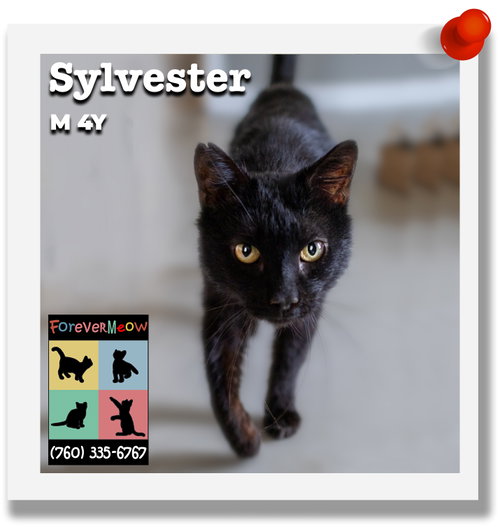 Sylvester