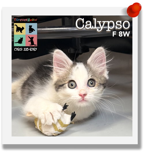 Calypso