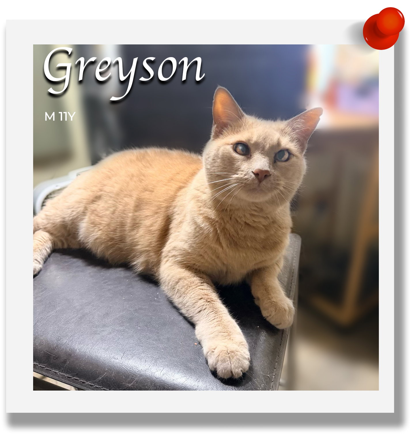Greyson