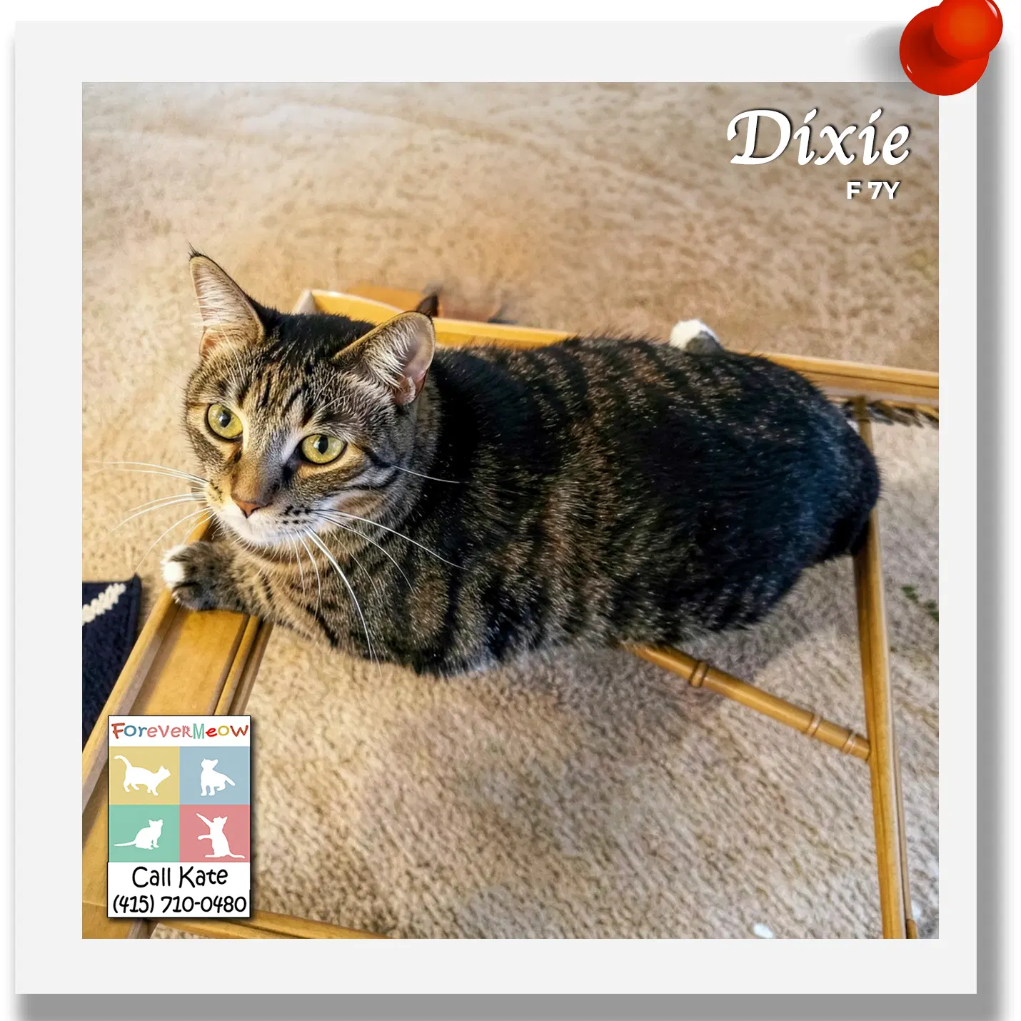 Dixie - Domestic Short Hair