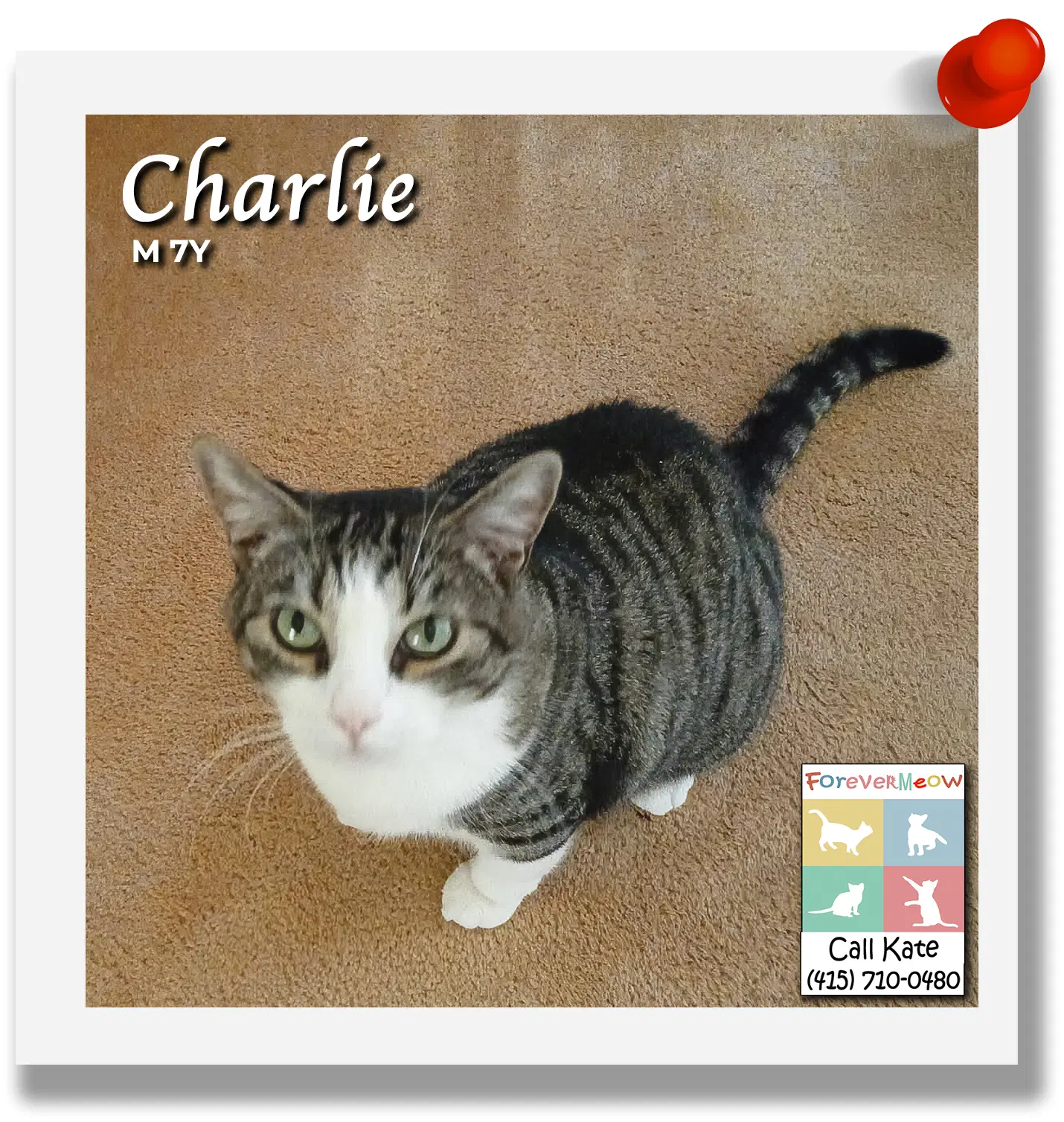 Charlie - Domestic Short Hair