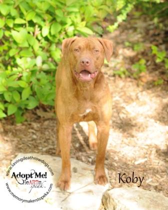 Koby
