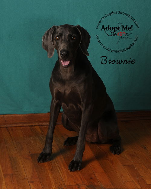 Brownie