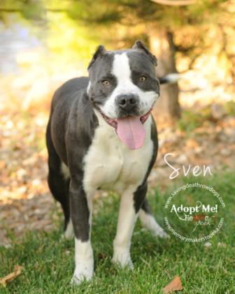 Sven