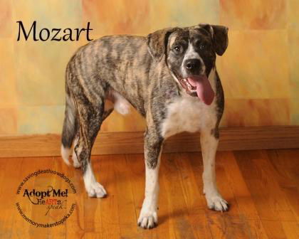 Mozart