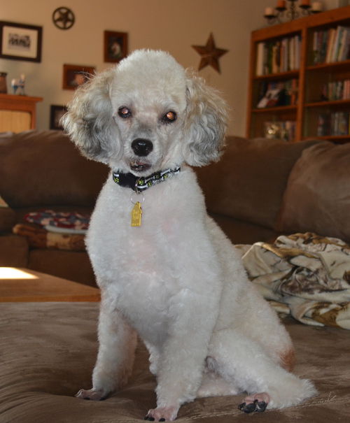 Benji