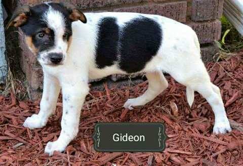 Gideon