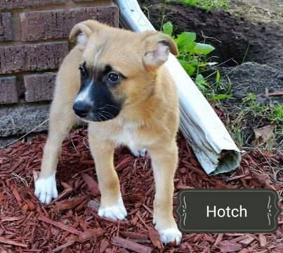 Hotch