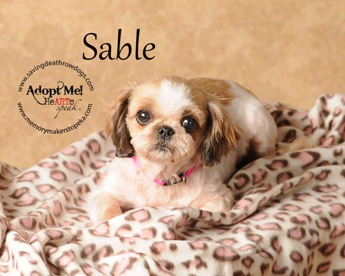 Sable