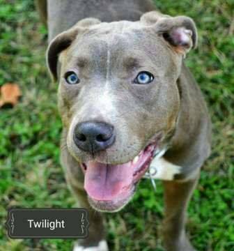 Twilight