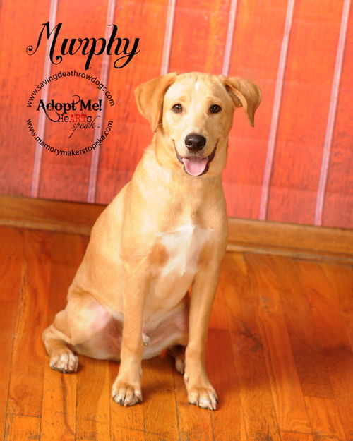Murphy