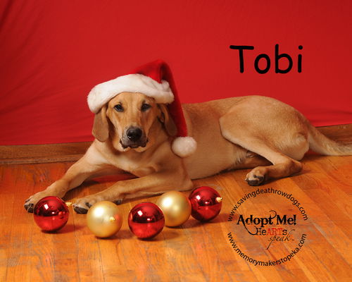 Tobi