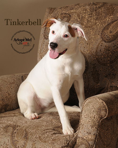 Tinkerbell