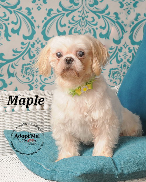 Maple