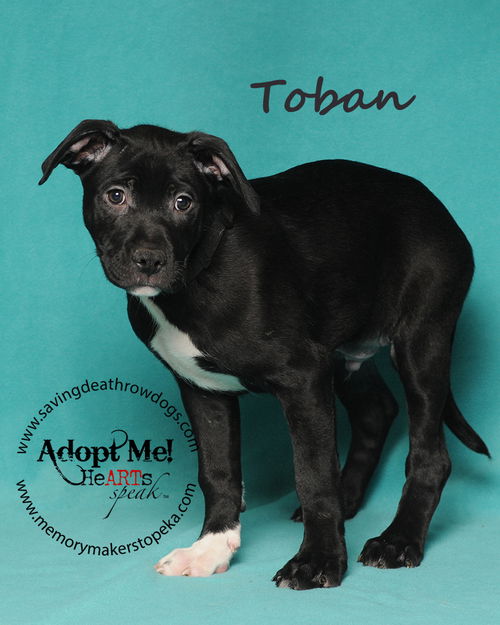 Toban