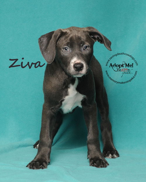 Ziva