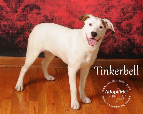 Tinkerbell