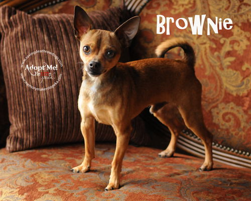 Brownie