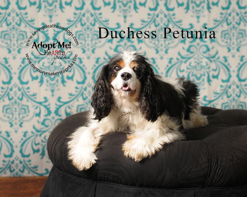 Duchess Petunia