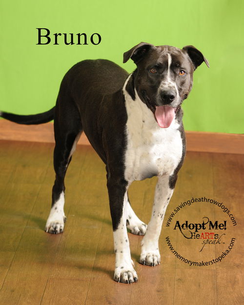 Bruno