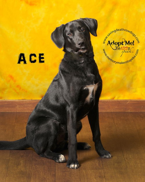 Ace