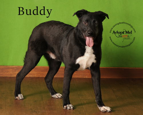 Buddy