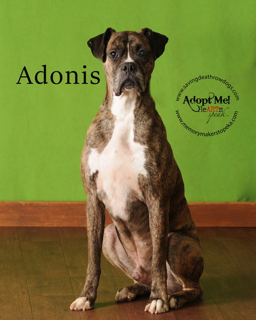 Adonis