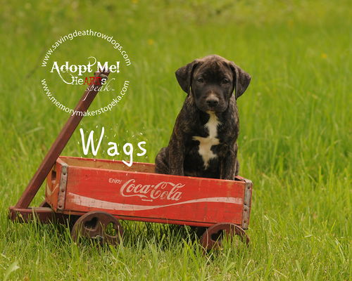 Wags