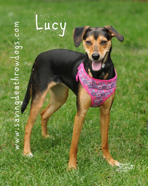 Lucy