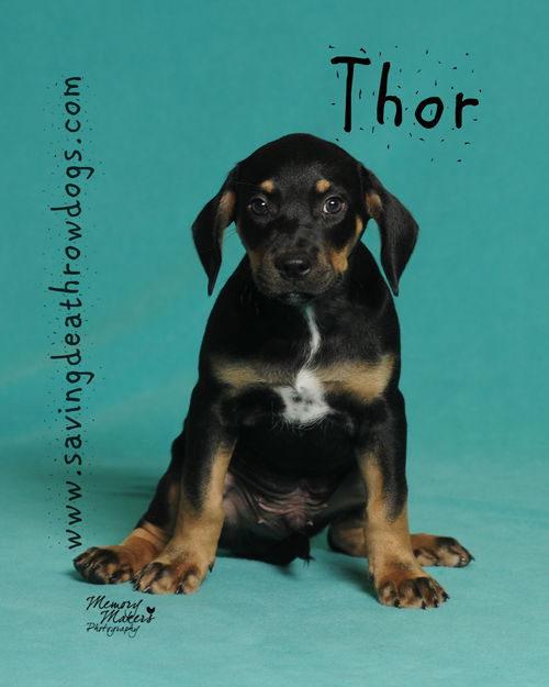 Thor