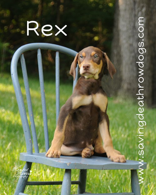 Rex