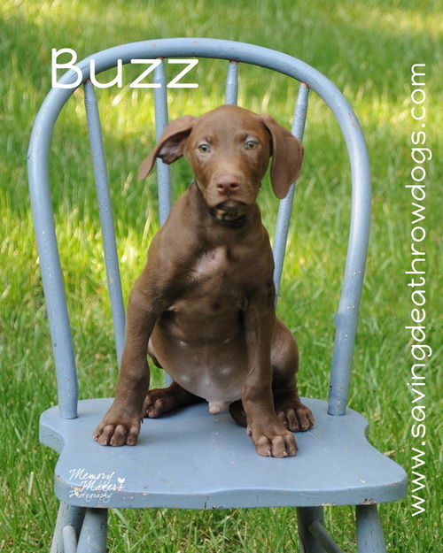 Buzz