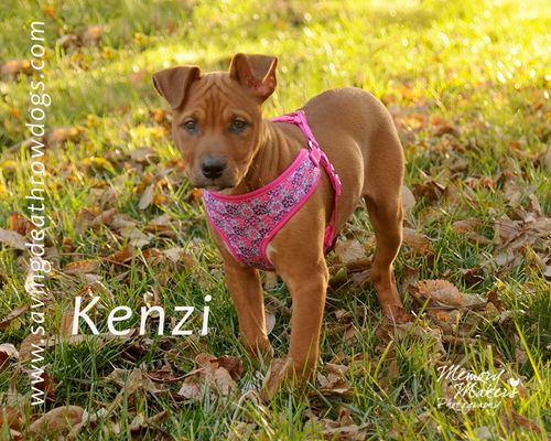 Kenzi