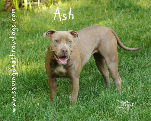 Ash