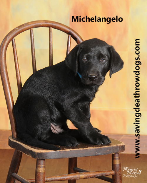 Michelangelo