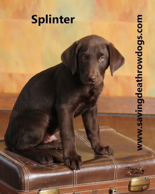Splinter