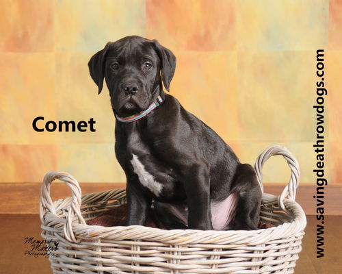 Comet